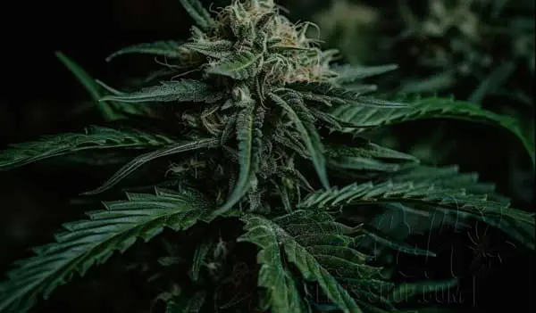 Flowering Time and Yield of Agent Orange Seeds
