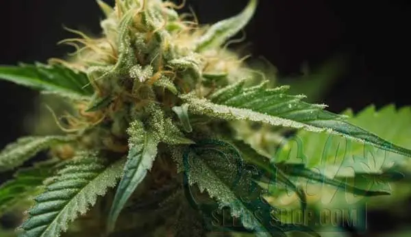 Flowering Time and Yield of Amnesia Trance Seeds