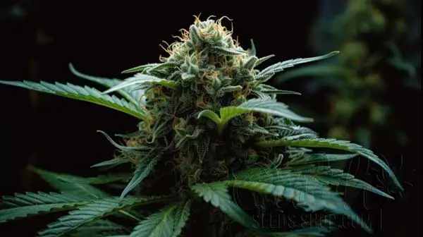 Flowering Time and Yield of Badazz OG Cheese Seeds