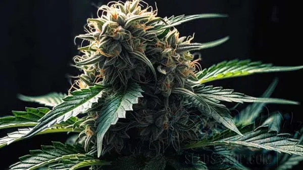 Flowering Time and Yield of Badazz Rolex Seeds