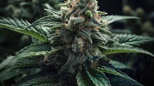 Flowering Time and Yield of Black Domina Seeds