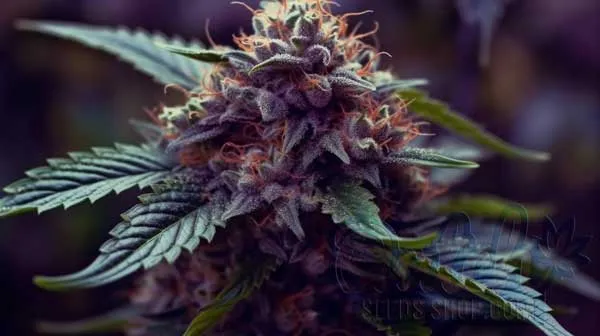 Flowering Time and Yield of Black Widow Seeds