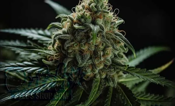 Flowering Time and Yield of Bloom Mystery Terp Seeds