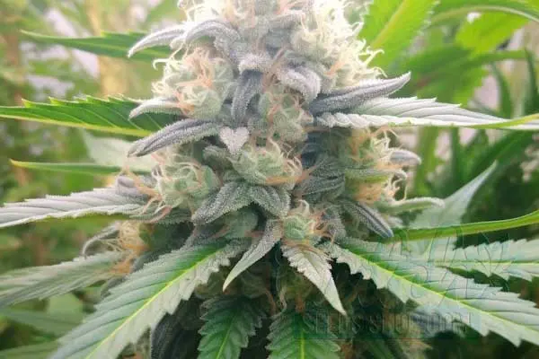 Flowering Time and Yield of Blue Cookies Seeds