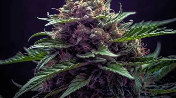 Flowering Time and Yield of Blueberry Seeds