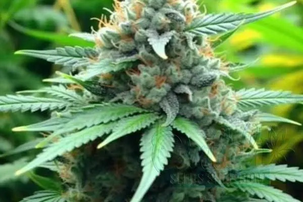 Flowering Time and Yield of Durban Poison Seeds