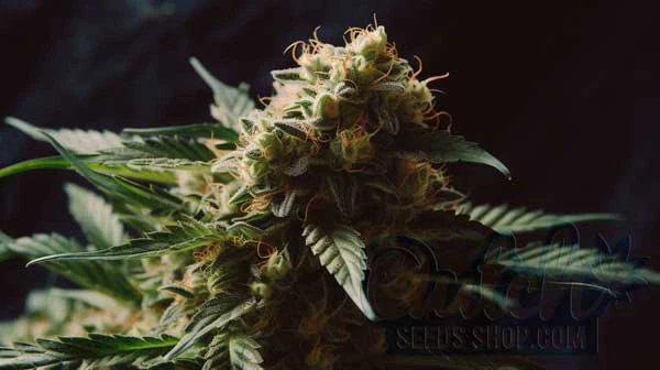 Flowering Time and Yield of Dutch Hawaiian Seeds