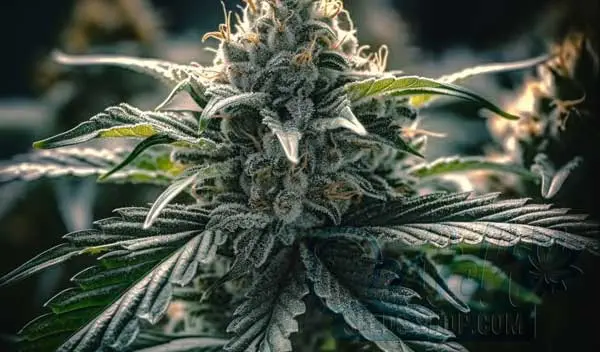 Flowering Time and Yield of Fire OG Seeds