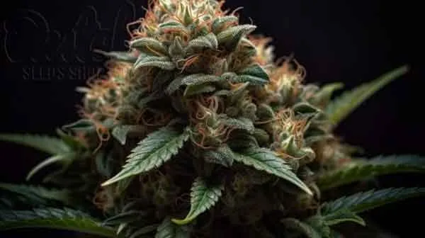 Flowering Time and Yield of G-Walk Seeds