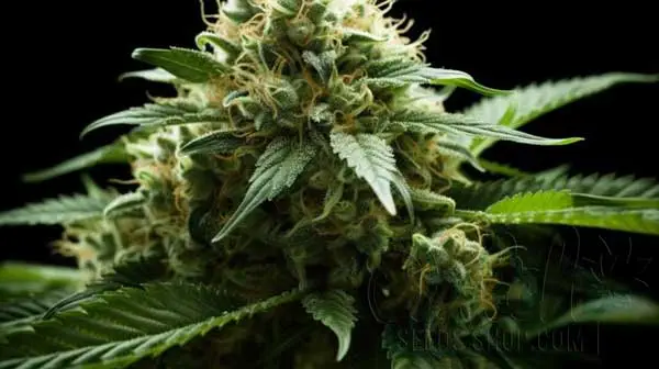 Flowering Time and Yield of Gold Leaf Seeds