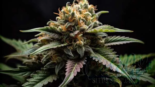 Flowering Time and Yield of Harlequin Seeds