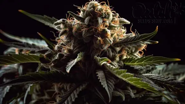 Flowering Time and Yield of Kosher Tangie Seeds