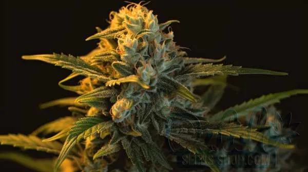 Flowering Time and Yield of Lemon Haze Seeds