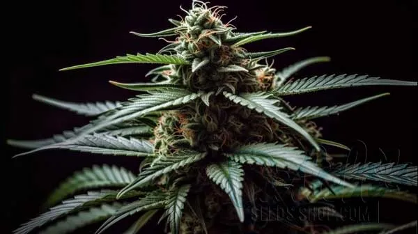 Flowering Time and Yield of Mazar Seeds