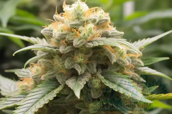 Flowering Time and Yield of Pirate Cake Seeds