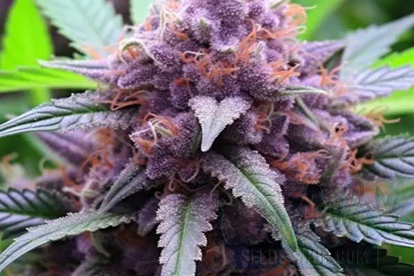 Flowering Time and Yield of Purple Kush Seeds