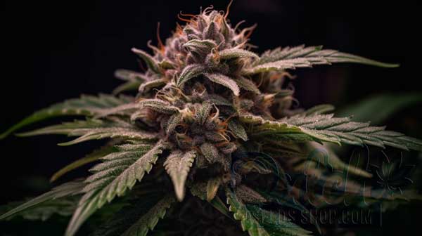 Flowering Time and Yield of Purple Punch Seeds