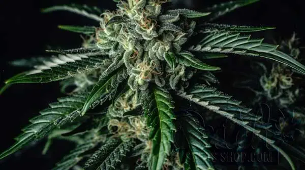 Flowering Time and Yield of SFV OG Seeds