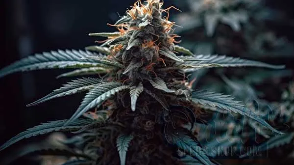 Flowering Time and Yield of Sleeve of Wizard Seeds