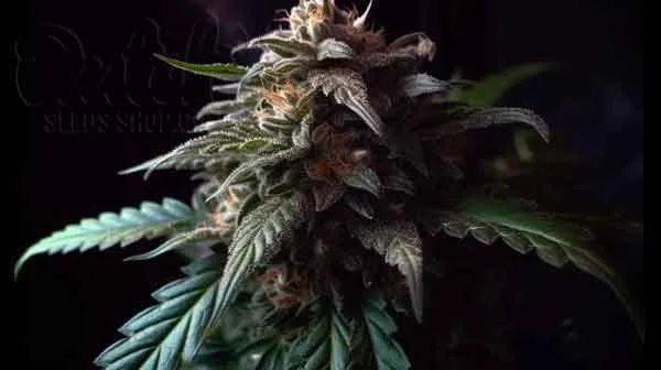 Flowering Time and Yield of Slurricane #7 Seeds