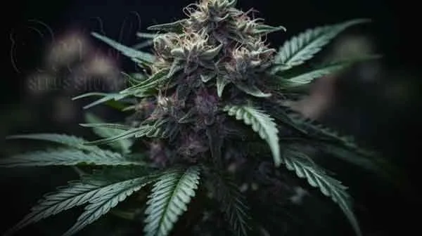 Flowering Time and Yield of Strawberry Diesel Seeds