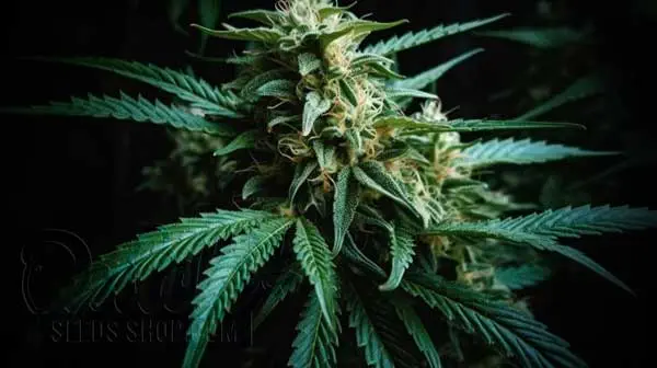 Flowering Time and Yield of Sugar Black Rose Seeds