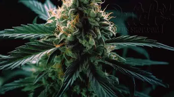 Flowering Time and Yield of Sweet Tooth Seeds