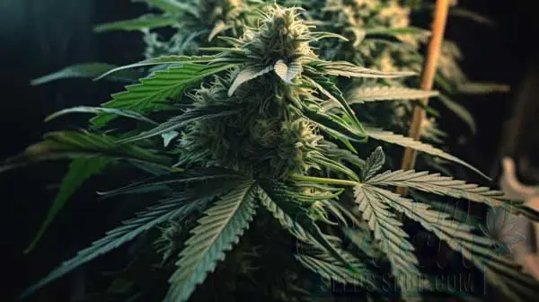 Flowering Time and Yield of Triangle Kush Seeds
