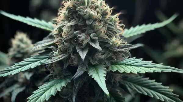 Flowering Time and Yield of Zev Seeds