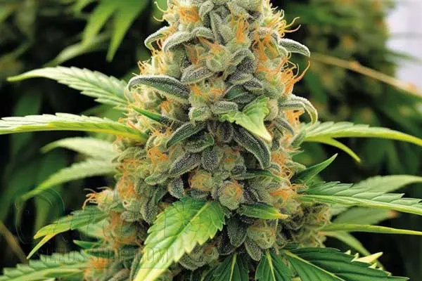 Flowering Time