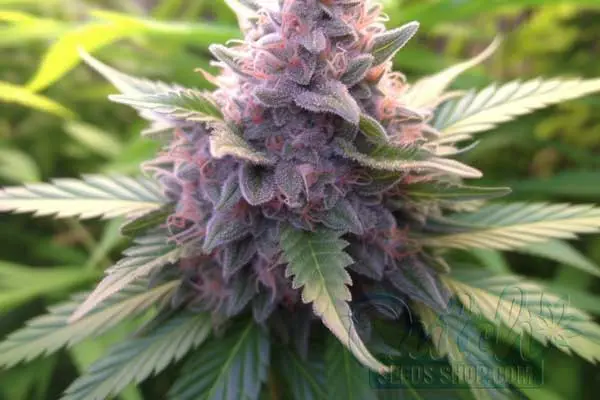 Forbidden Fruit Strain Origin