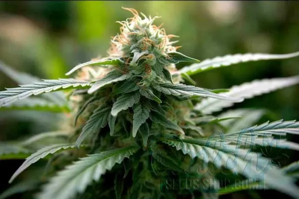 Free Shipping Worldwide - Including the USA