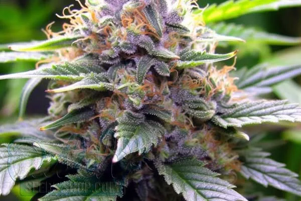 Free Shipping Worldwide - Including the USA