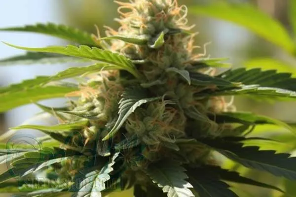 Free Shipping Worldwide - Including the USA