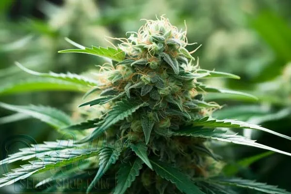 Free Shipping Worldwide - Including the USA