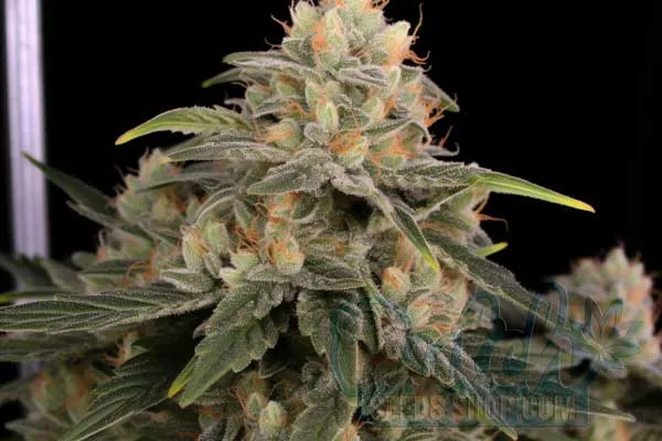 Free Shipping Worldwide - Including the USA