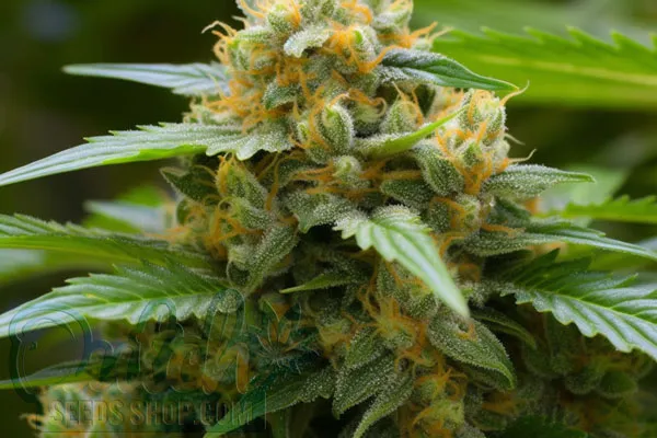 Free Shipping Worldwide - Including the USA