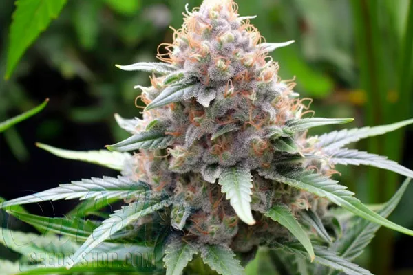 Free Shipping Worldwide - Including the USA