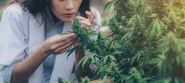 Gelato Autoflower Smell and Taste