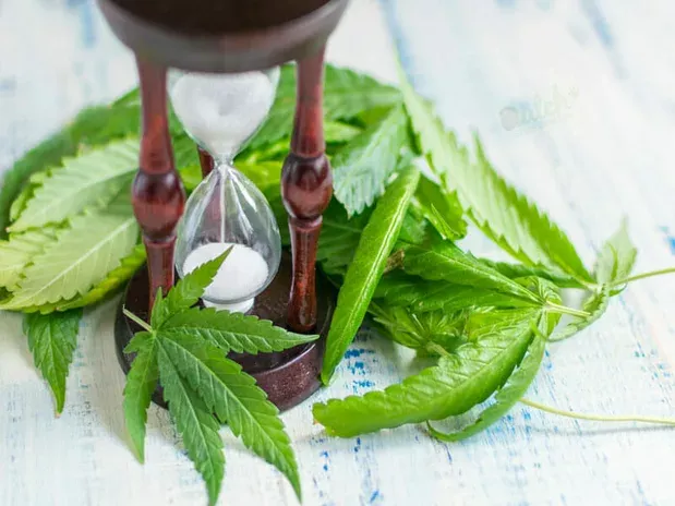 Gelato Seeds Grow Time