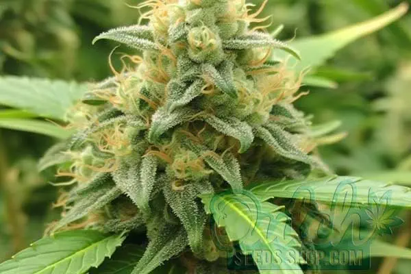 Gelato Strain Origin