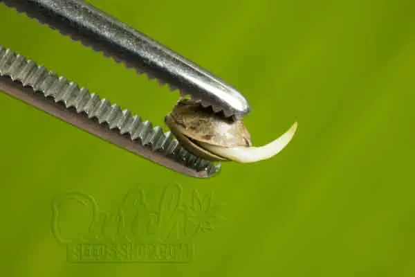 Germination