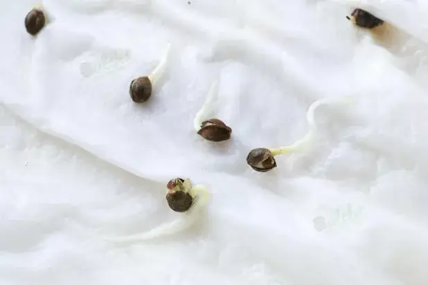 Germination