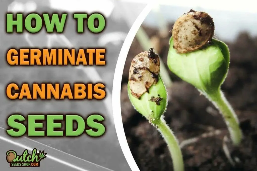 Germination Guide: How to Germinate Marijuana Seeds Successfully