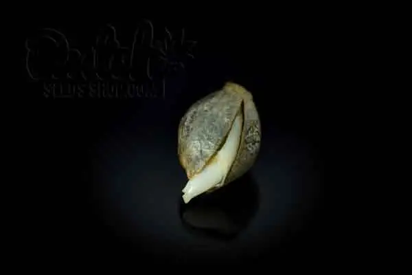 Germination