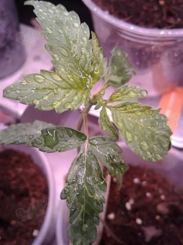 Getting Your 3-Week Autoflower Back on Track