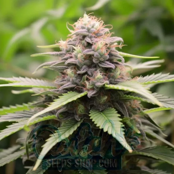 Girl Scout Cookies Feminized Seeds