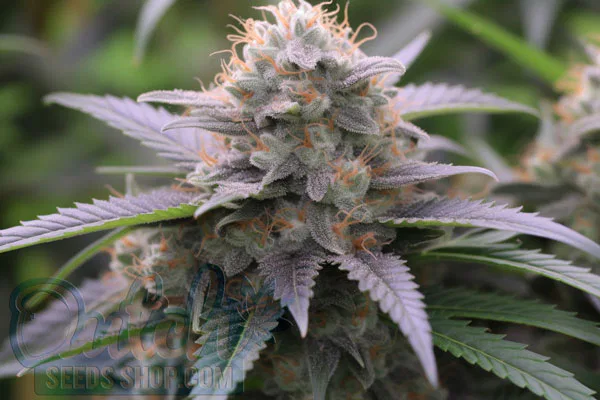 Girl Scout Cookies X Chemdog #4 Strain Origin