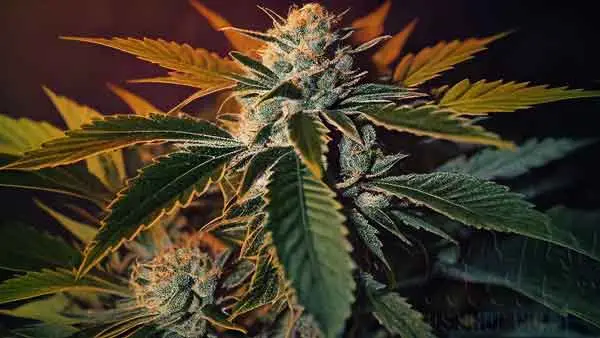 Girl Scout Cookies