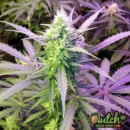 Girl Scout Cookies